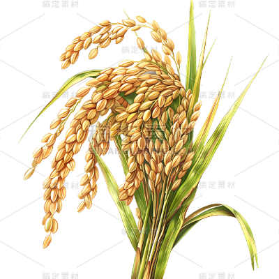 植物通用写实插画麦穗元素素材