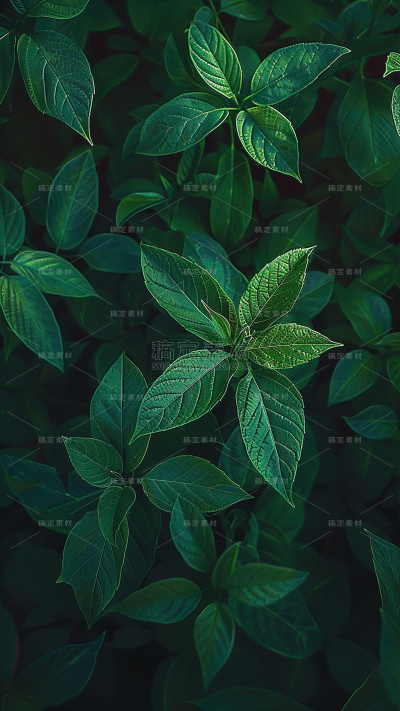 植物通用实景平铺树叶背景场景图片素材
