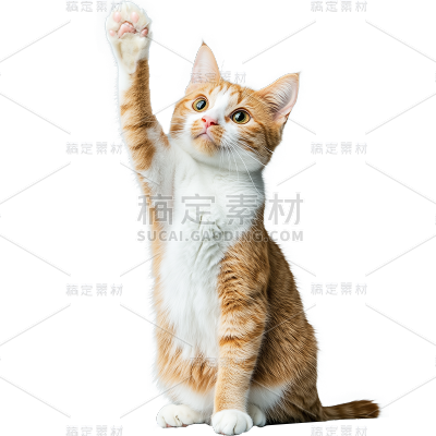 动物系列-通用-写实白黄小猫贴纸