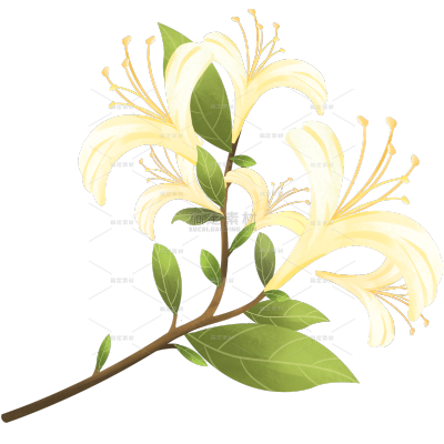 植物系列扁平插画风金银花花枝贴纸 