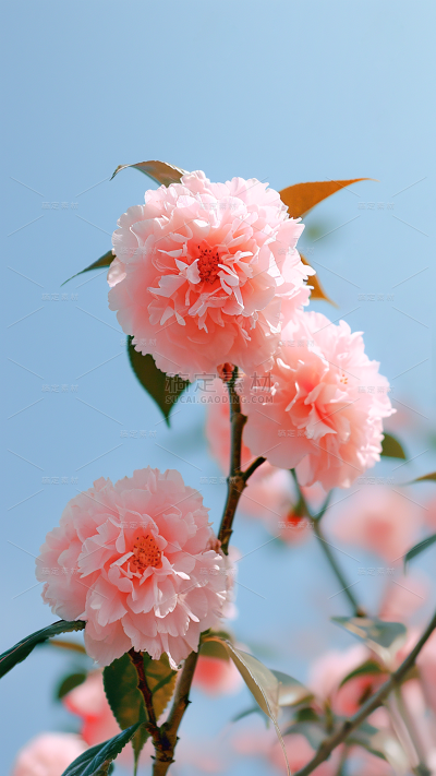 春天春季春日氛围感实景繁花背景场景图片素材