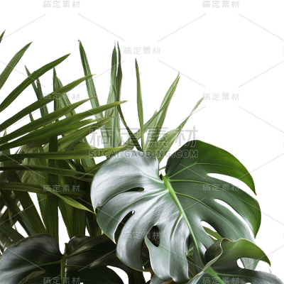 通用绿色树叶植物叶子元素贴纸