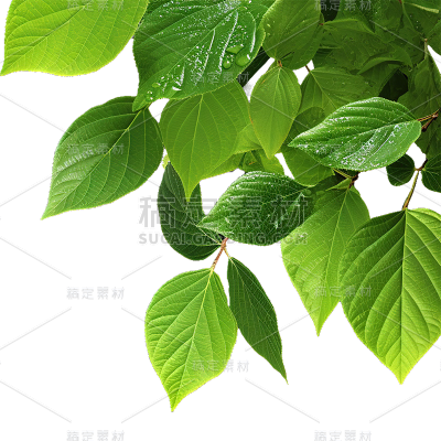 通用绿色树叶植物叶子元素贴纸
