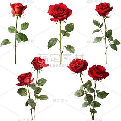 植物实景红色玫瑰元素素材组合合集