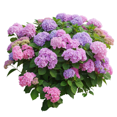 植物系列写实风鲜花花丛元素