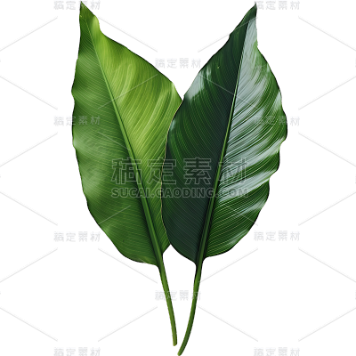 通用绿色植物叶子树叶装饰元素