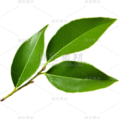 绿色树叶静态贴纸