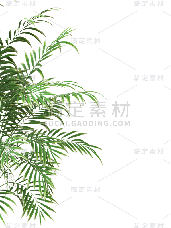 绿色叶子植物树叶