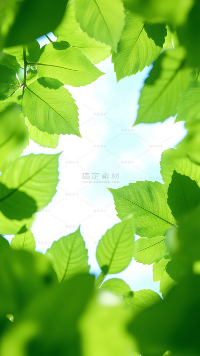 春分朦胧感光感植物背景