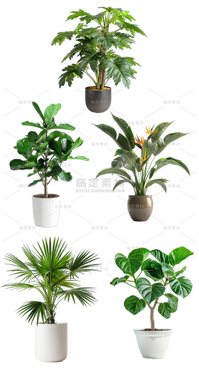 植物通用实景盆栽绿植元素素材
