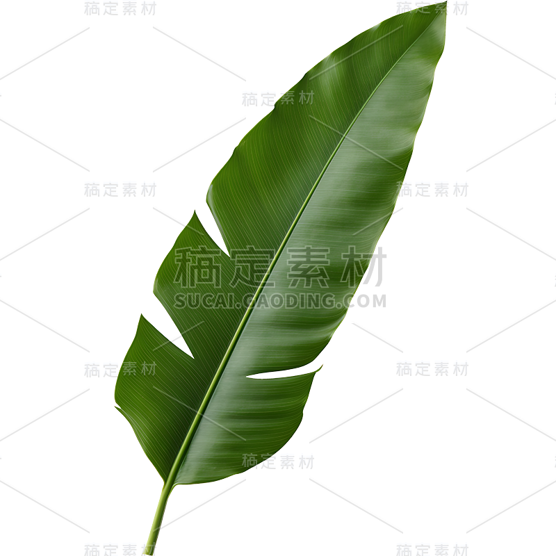 绿色植物叶子树叶装饰元素