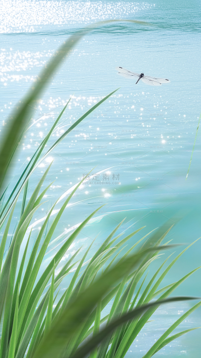 立夏实景感波光粼粼湖边蜻蜓背景