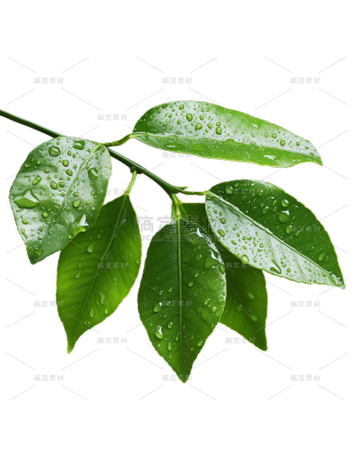 植物系列实景感绿叶叶芽