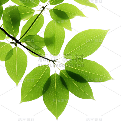 通用绿色树叶植物叶子元素贴纸