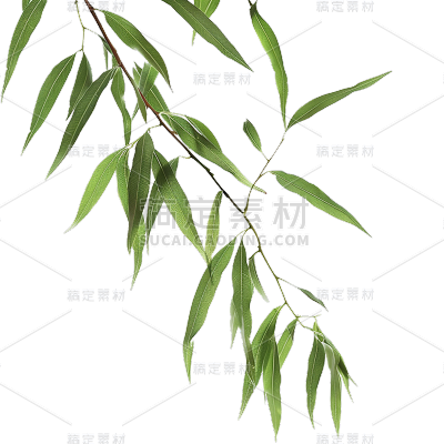 植物通用实景半边植物元素素材