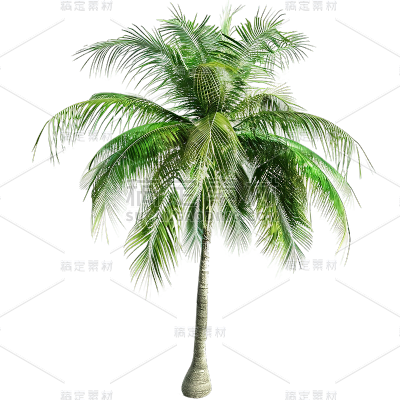 植物通用实景绿色椰子树元素素材