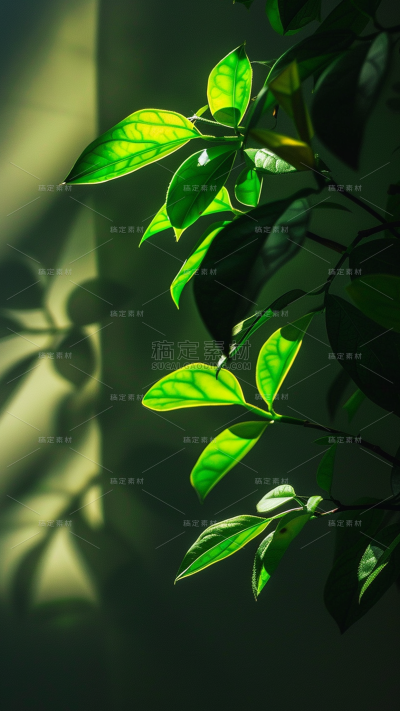 二十四节气立夏通用绿色光影背景场景图片素材