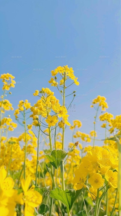 植物实景清新油菜花鲜花背景场景图片素材