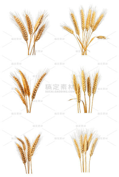 植物通用金黄色实景麦穗元素素材