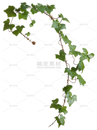 植物系列写实风细长带叶藤条