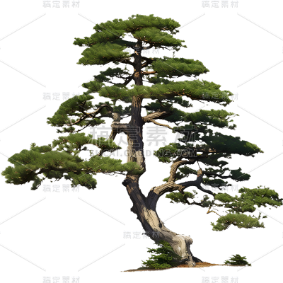 通用实景树木绿色植物松树元素贴纸