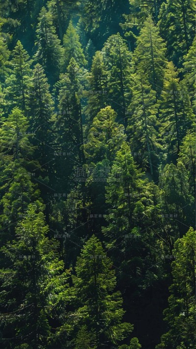 植物实景森林场景背景图片素材
