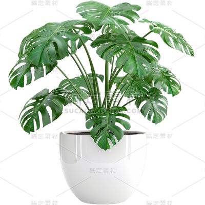 植物通用实景盆栽绿植元素素材