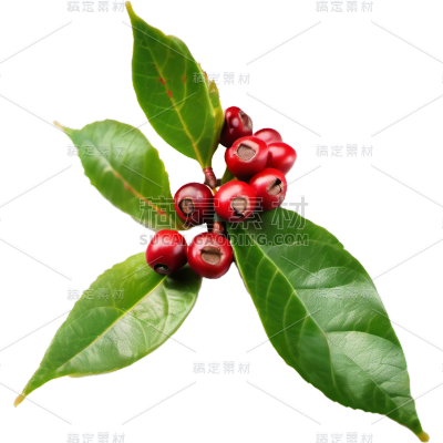 咖啡豆原料植物免抠png元素素材