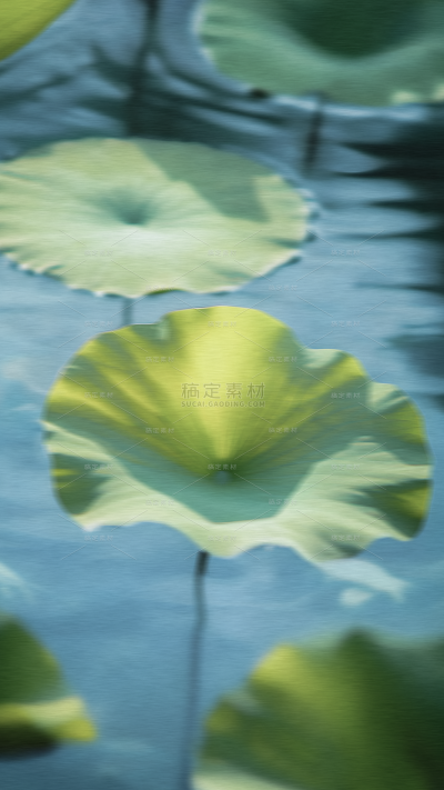 立夏实景感荷叶天空水波纹背景