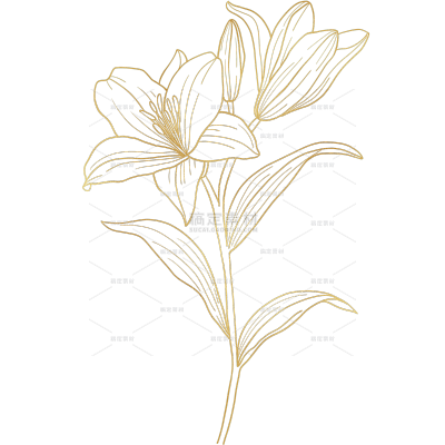 植物系列金箔质感百合花线稿元素