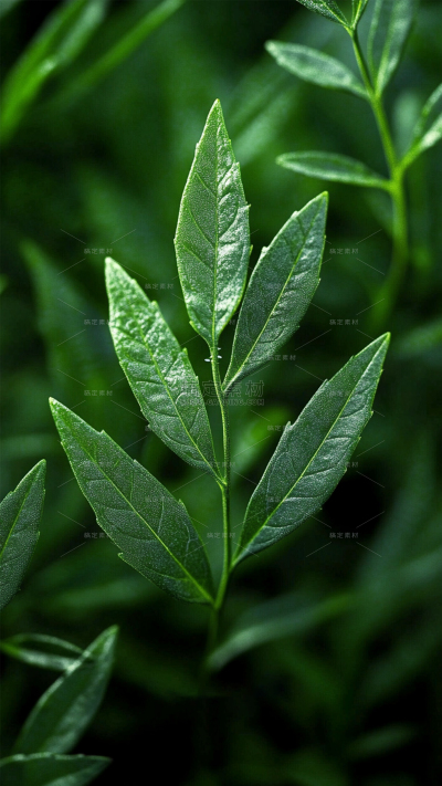 植物系列绿色叶子植物背景