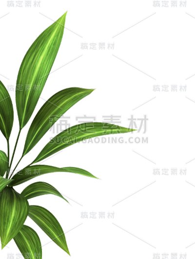 绿色叶子植物树叶天堂鸟
