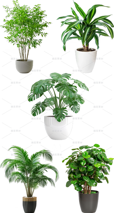 植物通用实景盆栽绿植元素素材