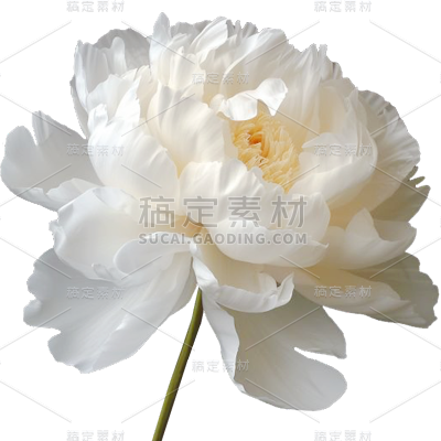 植物通用实景牡丹花朵元素素材