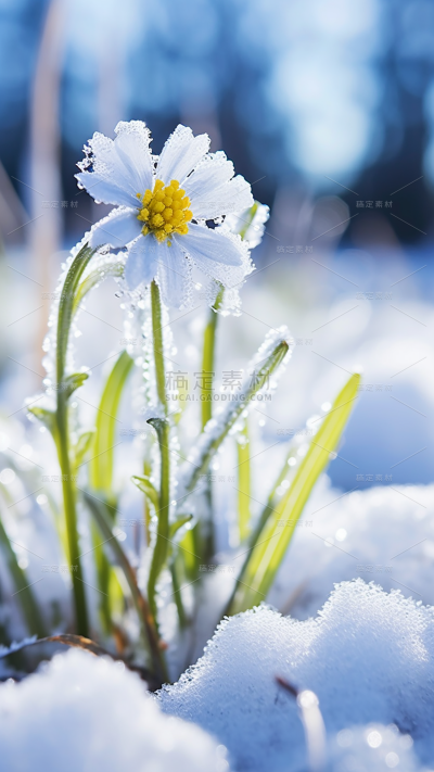 冬天冬季冬日雪景风景植物背景