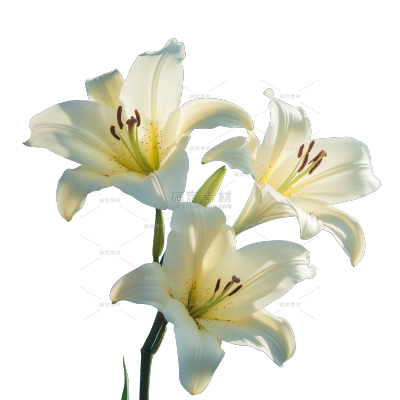植物系列写实风百合花元素