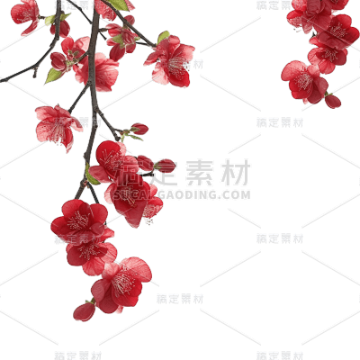 红色梅花