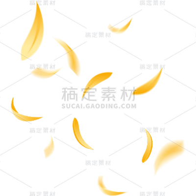 重阳节菊花花瓣