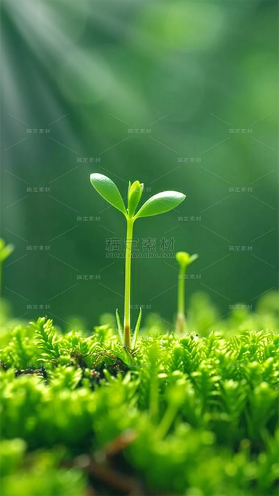 春天春季实景清新绿色植物发芽背景元素素材