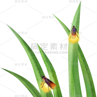 大暑植物元素贴纸