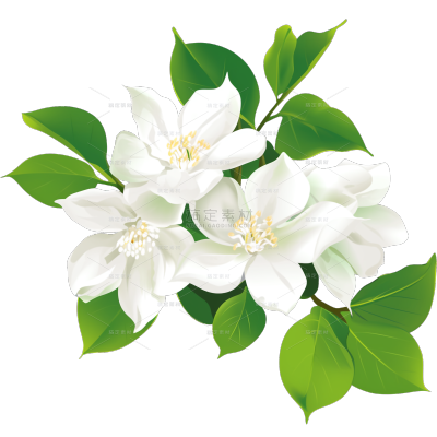 植物系列插画风绽放花朵茉莉花