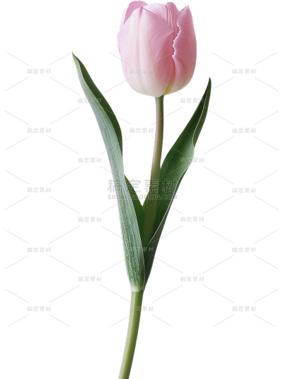 植物系列写实粉色郁金香元素