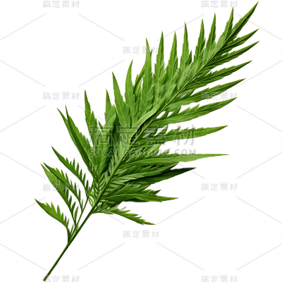 植物绿叶叶子