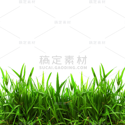 植物通用实景绿色长草地元素素材
