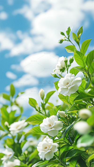 植物系列写实蓝天茉莉花丛背景