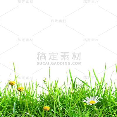 植物通用实景绿色长草地元素素材