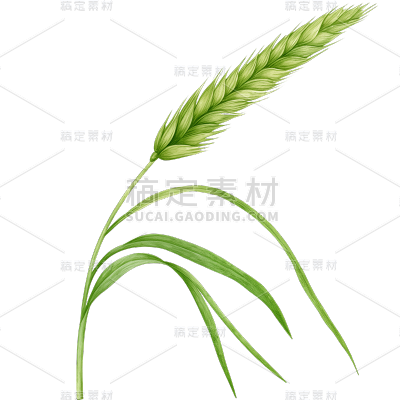 植物通用绿色插画麦穗元素素材