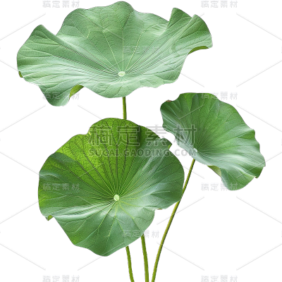 夏天通用实景荷叶绿色植物元素素材