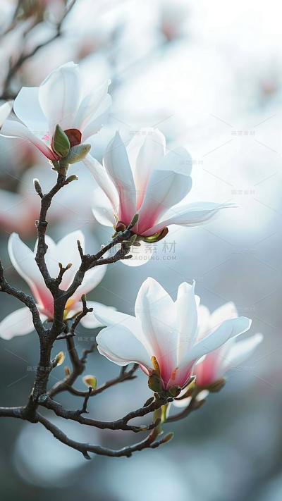 春天春季春日氛围感实景繁花背景场景图片素材-玉兰花