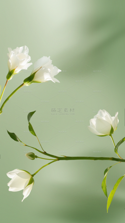 植物系列光影感栀子花朵展示背景